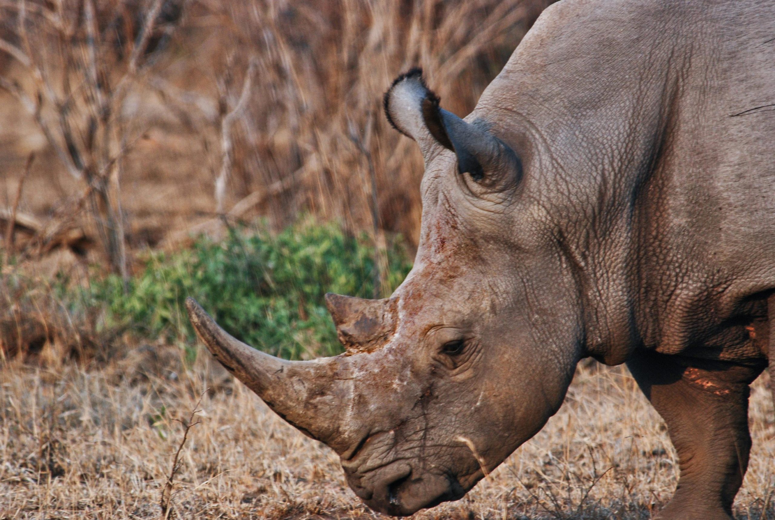 radioactive rhino horn, Rhisotope Project, Wits University rhino research, South African anti-poaching tech, radioactive-marked rhino horn, rhino horn detection, wildlife protection, horn smuggling prevention, rhino horn customs scanning, Joburg ETC