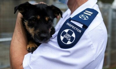 NSPCA inspector fraud Cape Town, fake SPCA inspector arrested, Cape of Good Hope SPCA news, animal welfare South Africa, Cape Town court case September 2025, Joburg ETC