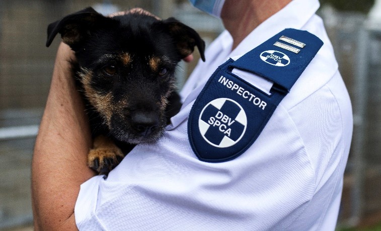 NSPCA inspector fraud Cape Town, fake SPCA inspector arrested, Cape of Good Hope SPCA news, animal welfare South Africa, Cape Town court case September 2025, Joburg ETC
