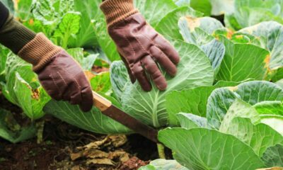 Lydia Nkhoke farm Ladybrand, Free State farming success story 2025, South African woman farmer supplies schools, community farming Free State South Africa, emerging farmer success South Africa, agricultural cooperative Ladybrand, Joburg ETC