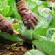 Lydia Nkhoke farm Ladybrand, Free State farming success story 2025, South African woman farmer supplies schools, community farming Free State South Africa, emerging farmer success South Africa, agricultural cooperative Ladybrand, Joburg ETC