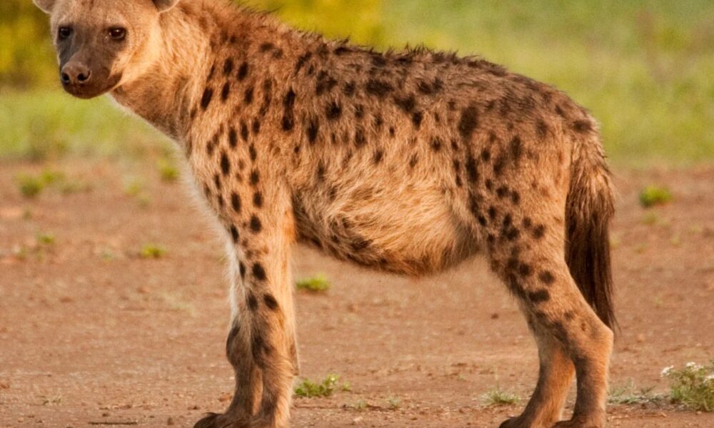 Cape Vidal campsite, hyena attack KZN, Ezemvelo Wildlife response, iSimangaliso Wetland Park, Big Five reserve camping, trap cameras monitoring, wildlife relocation, camping safety guidelines, visitor safety South Africa, Joburg ETC