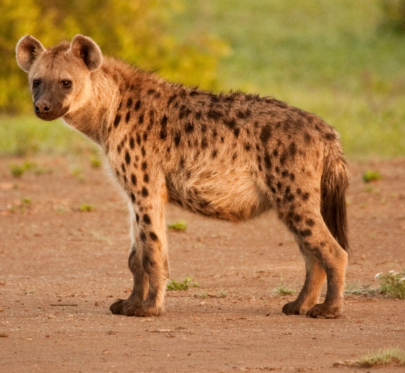 Cape Vidal campsite, hyena attack KZN, Ezemvelo Wildlife response, iSimangaliso Wetland Park, Big Five reserve camping, trap cameras monitoring, wildlife relocation, camping safety guidelines, visitor safety South Africa, Joburg ETC