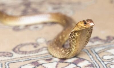 South Africa antivenom shortage, NHLS antivenom production, snakebite hospital treatment South Africa, SAVP supply issues, polyvalent antivenom vials, boomslang antivenom release, spider and scorpion antivenom South Africa, Joburg ETC