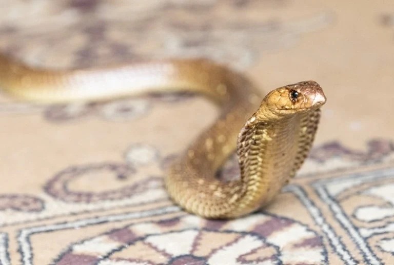 South Africa antivenom shortage, NHLS antivenom production, snakebite hospital treatment South Africa, SAVP supply issues, polyvalent antivenom vials, boomslang antivenom release, spider and scorpion antivenom South Africa, Joburg ETC