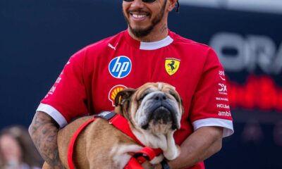 Lewis Hamilton dog Roscoe, Roscoe Hamilton bulldog, Formula One paddock dog, Hamilton Instagram tribute, Roscoe pneumonia battle, F1 fans tributes Roscoe, Ferrari driver Hamilton with dog, Roscoe Hamilton death, beloved pet loss celebrity, Joburg ETC