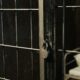 Pretoria Kidnapping Arrest
