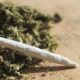 Hawks raid Camperdown farm, R30m dagga bust KZN, cannabis plants seized, Hawks seize firearms, Camperdown drug raid, Joburg ETC