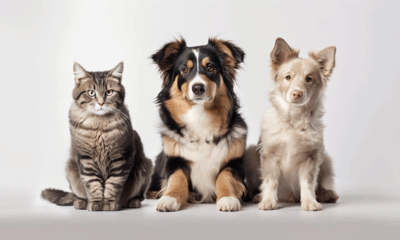 SAID Fur-tober Fest, dog-friendly event Midrand, animal charity celebration, Johannesburg pet event, SAID 67th anniversary, family festival with dogs, Society for Animals in Distress market day, Joburg ETC