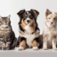 SAID Fur-tober Fest, dog-friendly event Midrand, animal charity celebration, Johannesburg pet event, SAID 67th anniversary, family festival with dogs, Society for Animals in Distress market day, Joburg ETC