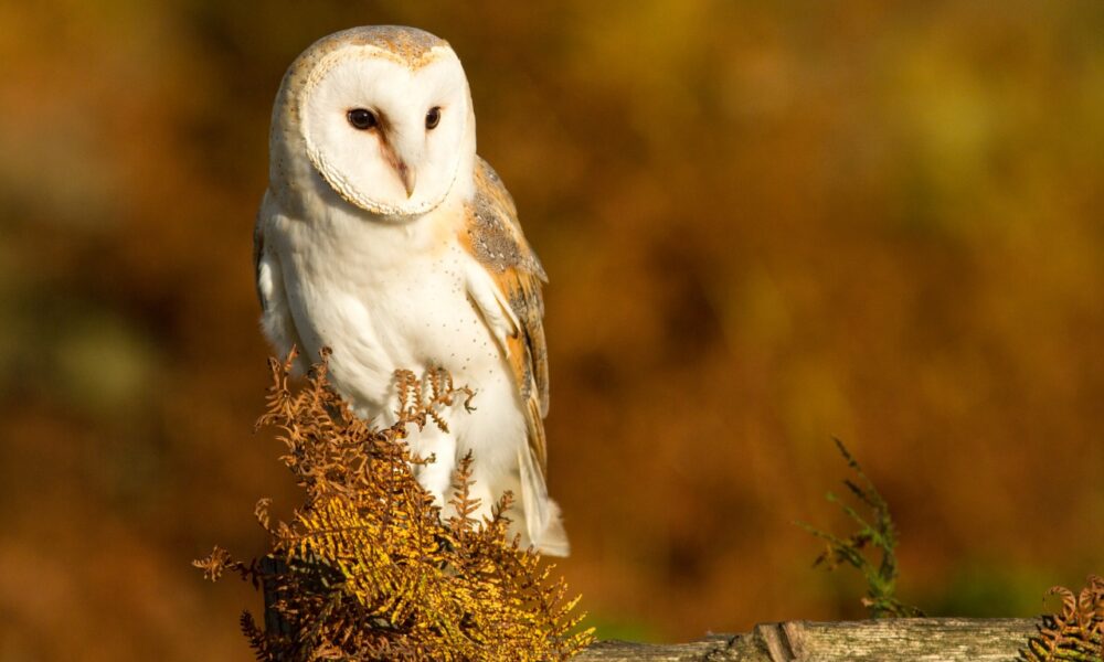 Coca-Cola Midrand plant, NSPCA investigation, barn owl death, wildlife protection South Africa, animal welfare, Johannesburg Zoo, Coca-Cola Beverages South Africa, Joburg ETC