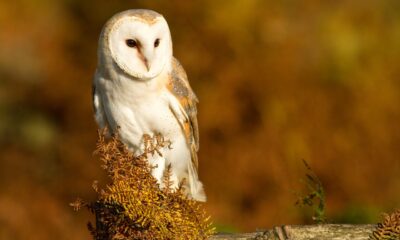 Coca-Cola Midrand plant, NSPCA investigation, barn owl death, wildlife protection South Africa, animal welfare, Johannesburg Zoo, Coca-Cola Beverages South Africa, Joburg ETC