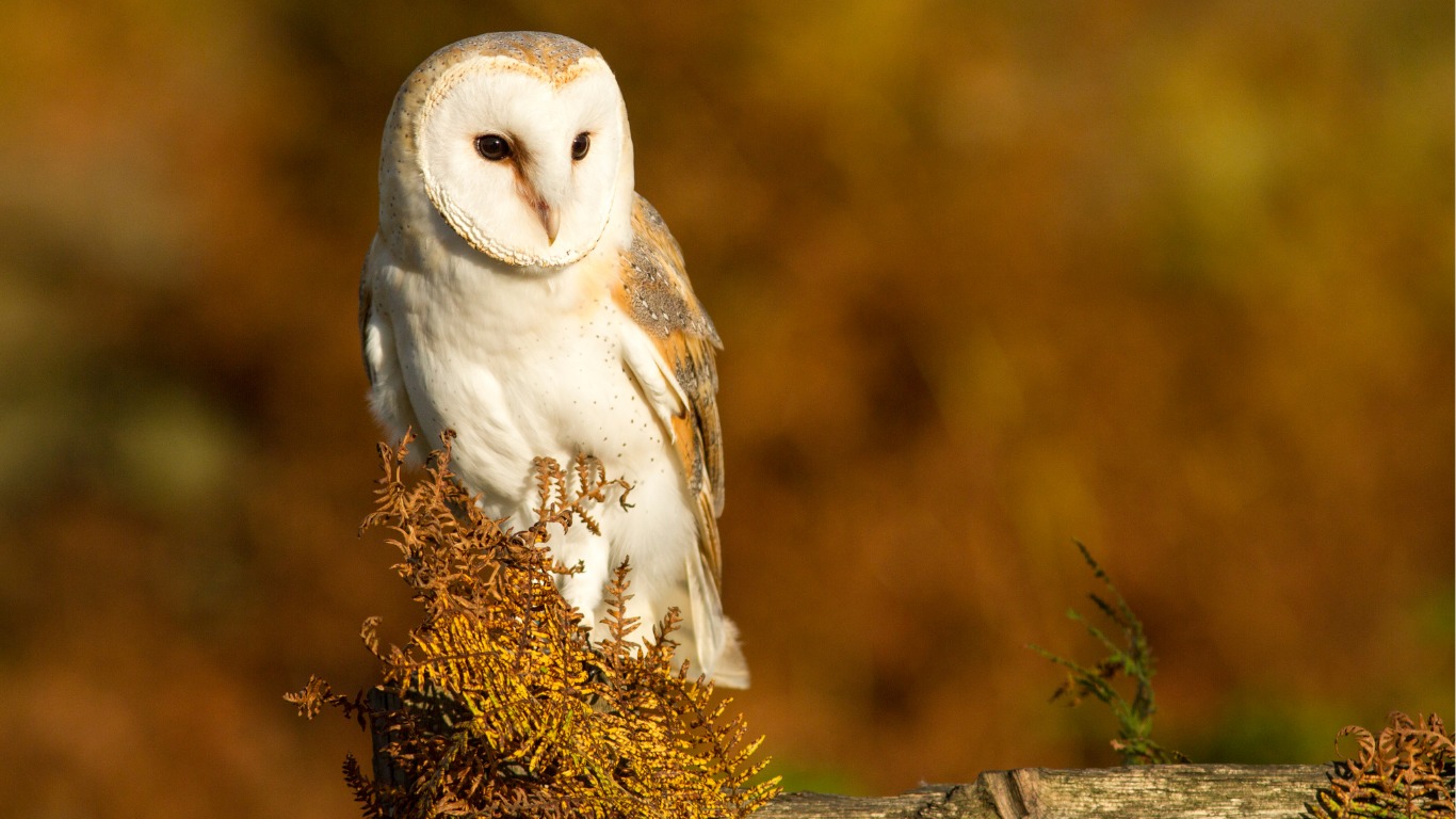Coca-Cola Midrand plant, NSPCA investigation, barn owl death, wildlife protection South Africa, animal welfare, Johannesburg Zoo, Coca-Cola Beverages South Africa, Joburg ETC