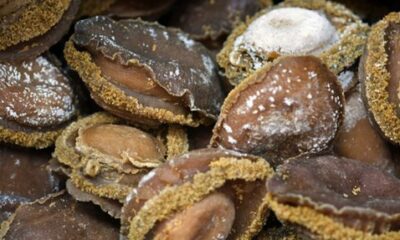 abalone poaching South Africa, Western Cape abalone raids, sustainable fishing strategy, Dion George fisheries plan, Operation Lockdown K9 unit, marine conservation South Africa, coastal fishing livelihoods, Joburg ETC