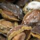 abalone poaching South Africa, Western Cape abalone raids, sustainable fishing strategy, Dion George fisheries plan, Operation Lockdown K9 unit, marine conservation South Africa, coastal fishing livelihoods, Joburg ETC