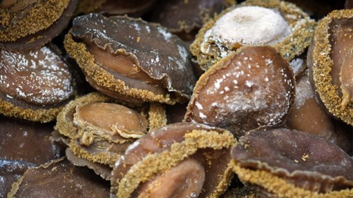 abalone poaching South Africa, Western Cape abalone raids, sustainable fishing strategy, Dion George fisheries plan, Operation Lockdown K9 unit, marine conservation South Africa, coastal fishing livelihoods, Joburg ETC