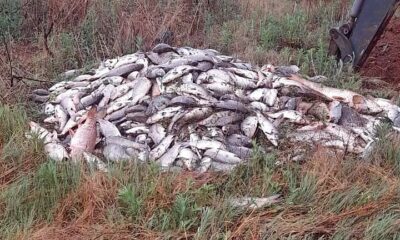 Hartbeespoort Dam, dead fish at Hartbeespoort, Magalies Water investigation, water quality Gauteng, invasive hyacinth plants, oxygen depletion in dam, community water safety, Joburg ETC