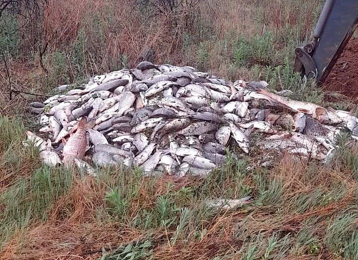 Hartbeespoort Dam, dead fish at Hartbeespoort, Magalies Water investigation, water quality Gauteng, invasive hyacinth plants, oxygen depletion in dam, community water safety, Joburg ETC