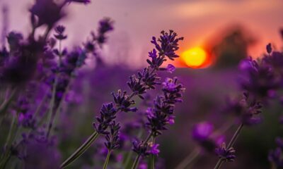 weekend events Johannesburg, G20 Women’s Shutdown Joburg, Gregory Porter live Montecasino, festive Christmas market Royal Johannesburg Golf Club, Sunset Sundays Katys Palace Bar, science film family day Goethe Institut, Gatsby cirque show Cresta, Secret Sunrise Padel and Social Club, Joburg ETC