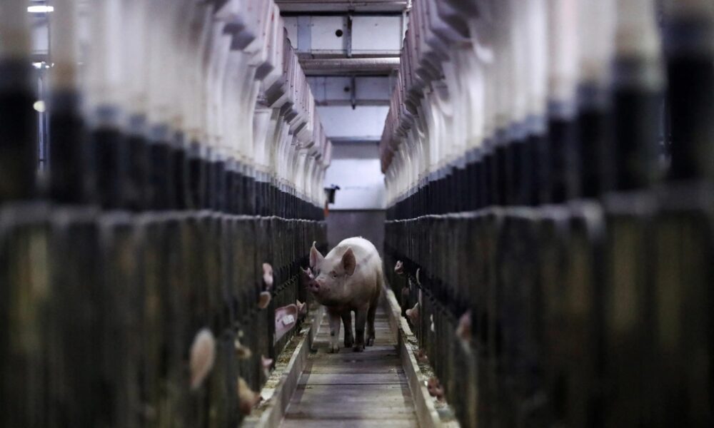 factory farm poultry crowded barn, antibiotic injection farmed chicken, air pollution from livestock farm, water pollution near cattle farm, sustainable plant based food options Joburg ETC, meat processing plant industrial farming, antibiotic resistance concept illustration, greenhouse gas emissions livestock farm, small scale humane farm renewable agriculture, plant based meal healthy lifestyle Joburg ETC