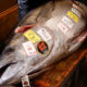 Tokyo tuna auction, giant bluefin tuna, Toyosu Market, Japanese sushi culture, Tuna King Kiyoshi Kimura, Joburg ETC
