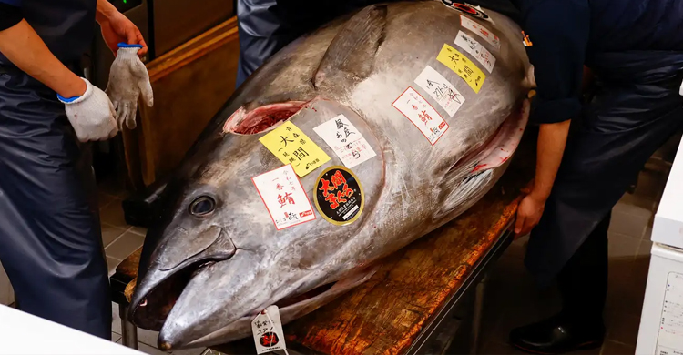 Tokyo tuna auction, giant bluefin tuna, Toyosu Market, Japanese sushi culture, Tuna King Kiyoshi Kimura, Joburg ETC