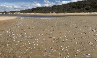 Mossel Bay fish deaths, Hartenbos Estuary pollution, sewage discharge estuary, Garden Route environmental damage, coastal water quality South Africa, Joburg ETC
