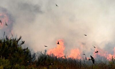 Franschhoek wildfire, Three Streams fire, Cape Winelands fires, Western Cape wildfire, Franschhoek smoke, Joburg ETC