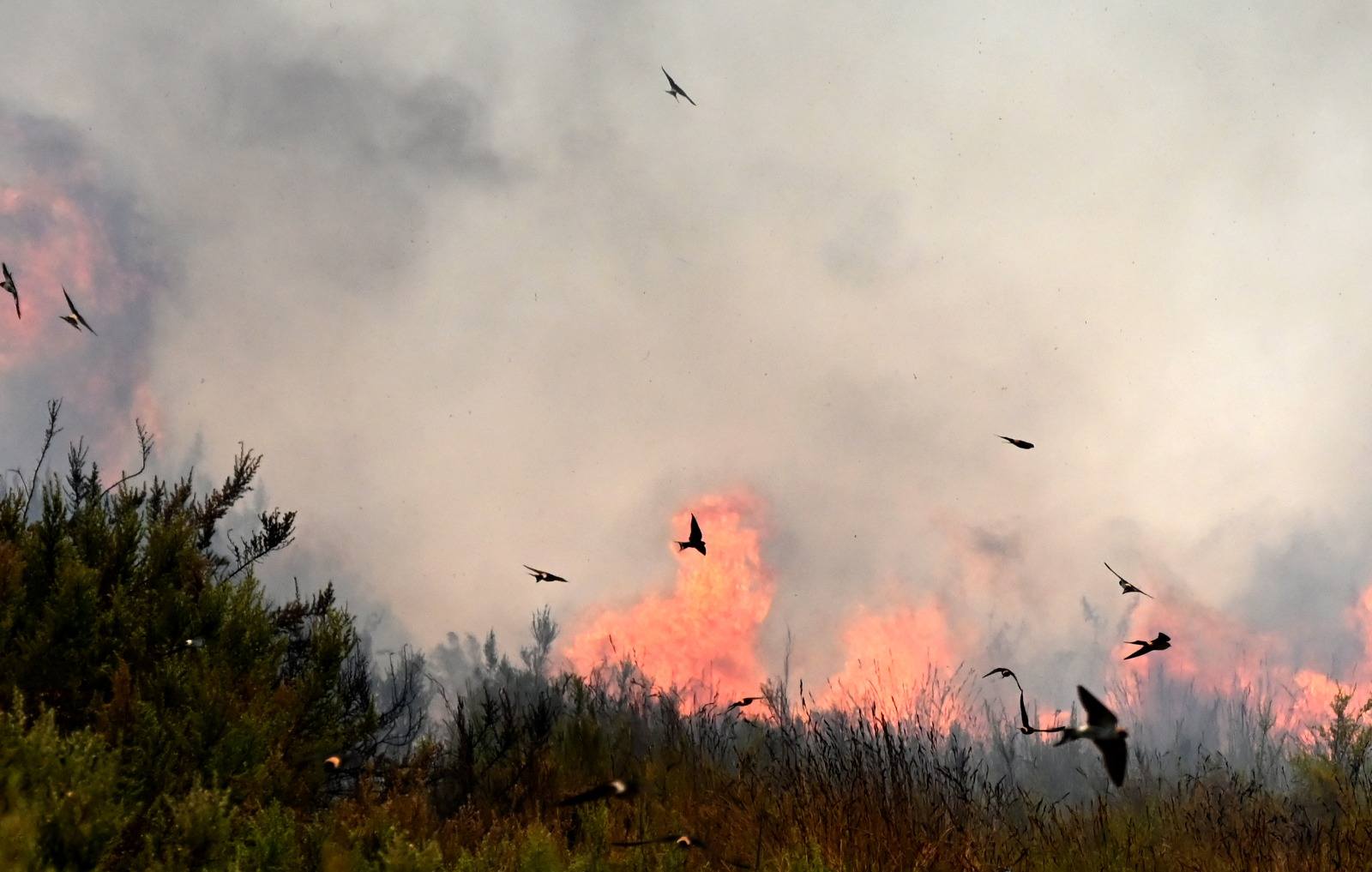 Franschhoek wildfire, Three Streams fire, Cape Winelands fires, Western Cape wildfire, Franschhoek smoke, Joburg ETC