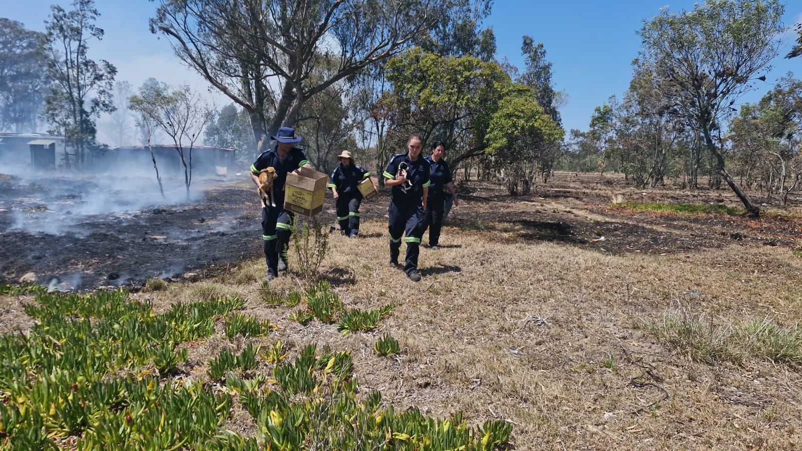 animal rescue wildfires, NSPCA disaster response, Western Cape fires, Eastern Cape fires, rescued dogs cats cattle, wildlife rescue South Africa, farm animal emergencies, Joburg ETC