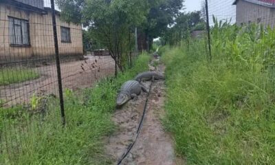 Kruger National Park floods, wild animals seeking refuge, crocodiles near homes, SANParks flooding response, South African wildlife crisis, Mpumalanga floods, Limpopo wildlife, Joburg ETC