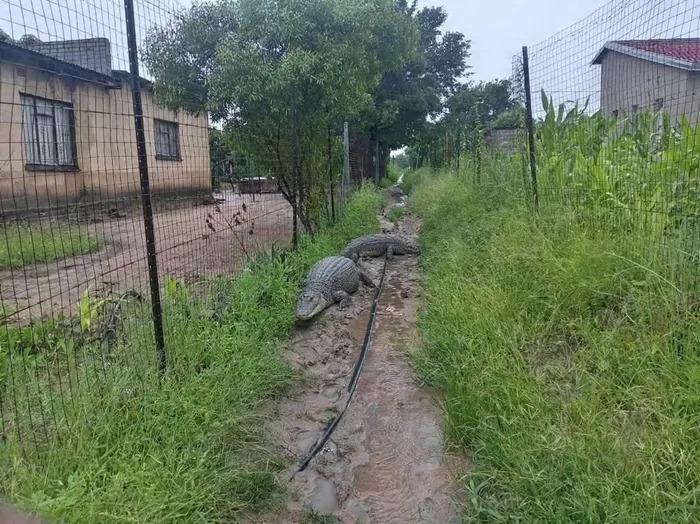 Kruger National Park floods, wild animals seeking refuge, crocodiles near homes, SANParks flooding response, South African wildlife crisis, Mpumalanga floods, Limpopo wildlife, Joburg ETC