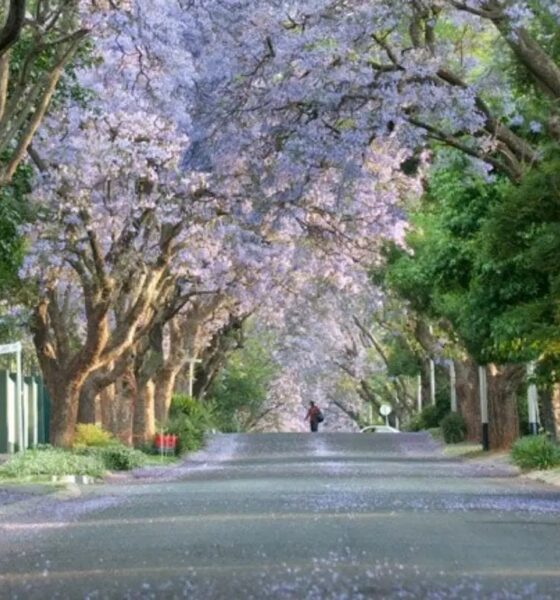 Safe suburbs Johannesburg 2026, Sandton security estates, Dainfern gated estate, Bryanston East boomed area, Parkhurst community safety, Hyde Park Johannesburg security, Joburg ETC