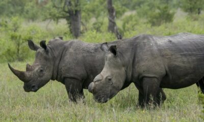 There is a rare piece of good news in South Africa’s long and painful battle against rhino poaching. The country has recorded a notable decline in killings during 2025. Yet behind that encouraging headline sits a more troubling reality, one that has conservationists watching Kruger National Park with growing unease. A national decline that offers cautious hope According to figures released by the Department of Forestry, Fisheries and the Environment, 352 rhinos were poached across South Africa between January and December 2025. That is down from 420 the year before, marking a 16% decrease. Officials say the improvement did not happen by chance. It followed tighter coordination between government agencies, conservation groups and private sector partners. State properties still carried the heaviest burden, with 266 rhinos lost, while 86 were killed on privately owned reserves and farms. For many South Africans, the drop feels like a small but meaningful win in a fight that has stretched over more than a decade. Social media reaction has reflected a mix of relief and guarded optimism, with conservation voices praising collaboration while warning that the numbers remain far too high. Kruger’s worst year on record While the national picture improved, the situation inside Kruger National Park moved sharply in the opposite direction. The park recorded 175 poached rhinos in 2025, almost double the 88 reported in 2024. The increase continues a worrying three year trend, with 78 animals lost in 2023. Mpumalanga emerged as the hardest hit province overall, losing 178 rhinos compared with 92 the previous year. Most of those losses occurred inside Kruger, which has long been a frontline in the battle against organised wildlife crime. Investigations have linked the spike to internal integrity issues. Polygraph testing revealed connections between failed tests and periods of increased poaching during late 2024 and into 2025. Seven Ranger Services employees were dismissed after disciplinary processes. In response, the park is expanding its field ranger presence, deploying 12 operational K9 units with newly trained handlers, and investing heavily in surveillance and anti poaching technology. KwaZulu Natal shows what is possible In stark contrast, Hluhluwe iMfolozi Park in KwaZulu Natal reported a dramatic drop in poaching. Incidents fell from 198 in 2024 to just 63 in 2025. Ezemvelo KZN Wildlife credits the turnaround to a combination of strategies rather than a single solution. The strategic dehorning programme introduced in 2024 helped stabilise pressure, but it was reinforced by advanced camera systems, sensor based detection, and closer cooperation with private rhino owners through the Integrated Wildlife Zones Programme. An integrity plan that included polygraph testing of all park law enforcement personnel also formed part of the response. Conservation partners such as WWF, Save the Rhino International, Wildlife ACT and the Peace Parks Foundation provided ongoing support. The contrast between KwaZulu Natal and Kruger highlights a broader lesson emerging across the sector. Technology, transparency and partnerships appear to be as important as boots on the ground. Courts and crackdowns send a stronger message Law enforcement efforts have also produced significant convictions. The National Integrated Strategy to Combat Wildlife Trafficking has secured lengthy prison sentences in several major cases. One of the most prominent involved ZM Muiambo, also known as Thomas Chauke, who received a 20 year sentence in April 2025 after being found guilty on 19 charges linked to illegal rhino hunting and related crimes across four provinces. Other rulings included a 35 year sentence for poachers responsible for killing three white rhinos at Pilanesberg National Park, and a 22 year sentence tied to illegal killing and conspiracy charges connected to Kruger. These outcomes reflect closer coordination between prosecutors, specialised police units and environmental investigators, an approach authorities believe is beginning to disrupt organised syndicates. Global cooperation steps up South Africa has also intensified its international partnerships to tackle trafficking networks that stretch beyond its borders. A joint operation with Singapore authorities in December 2025 led to the seizure of 17 rhino horns at a storage facility in Kempton Park, along with lion and tiger bones and other wildlife products. Two suspects appeared in court on charges under environmental legislation. The country’s enforcement work received international recognition through the Asia Environmental Enforcement Recognition of Excellence Award, acknowledging efforts to combat cross border environmental crime. During Operation Thunder 2025, coordinated by Interpol and the World Customs Organisation, South African teams contributed to pangolin rescues, arrests linked to succulent trafficking, and firearm seizures connected to poaching syndicates. The fight is far from over Officials stress that the downward national trend will only hold if collaboration continues and strategies keep evolving. The shift in hotspots is a reminder that poaching networks adapt quickly. For everyday South Africans, the message is simple but powerful. Protecting wildlife is not only a conservation issue but also part of safeguarding tourism, rural livelihoods and national heritage. Authorities continue to urge the public to report suspicious wildlife activity through the environmental crime hotline or SAPS. In a country where rhinos have become both a symbol of pride and vulnerability, every tip off still matters.