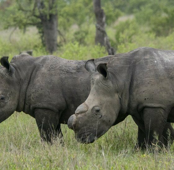 There is a rare piece of good news in South Africa’s long and painful battle against rhino poaching. The country has recorded a notable decline in killings during 2025. Yet behind that encouraging headline sits a more troubling reality, one that has conservationists watching Kruger National Park with growing unease. A national decline that offers cautious hope According to figures released by the Department of Forestry, Fisheries and the Environment, 352 rhinos were poached across South Africa between January and December 2025. That is down from 420 the year before, marking a 16% decrease. Officials say the improvement did not happen by chance. It followed tighter coordination between government agencies, conservation groups and private sector partners. State properties still carried the heaviest burden, with 266 rhinos lost, while 86 were killed on privately owned reserves and farms. For many South Africans, the drop feels like a small but meaningful win in a fight that has stretched over more than a decade. Social media reaction has reflected a mix of relief and guarded optimism, with conservation voices praising collaboration while warning that the numbers remain far too high. Kruger’s worst year on record While the national picture improved, the situation inside Kruger National Park moved sharply in the opposite direction. The park recorded 175 poached rhinos in 2025, almost double the 88 reported in 2024. The increase continues a worrying three year trend, with 78 animals lost in 2023. Mpumalanga emerged as the hardest hit province overall, losing 178 rhinos compared with 92 the previous year. Most of those losses occurred inside Kruger, which has long been a frontline in the battle against organised wildlife crime. Investigations have linked the spike to internal integrity issues. Polygraph testing revealed connections between failed tests and periods of increased poaching during late 2024 and into 2025. Seven Ranger Services employees were dismissed after disciplinary processes. In response, the park is expanding its field ranger presence, deploying 12 operational K9 units with newly trained handlers, and investing heavily in surveillance and anti poaching technology. KwaZulu Natal shows what is possible In stark contrast, Hluhluwe iMfolozi Park in KwaZulu Natal reported a dramatic drop in poaching. Incidents fell from 198 in 2024 to just 63 in 2025. Ezemvelo KZN Wildlife credits the turnaround to a combination of strategies rather than a single solution. The strategic dehorning programme introduced in 2024 helped stabilise pressure, but it was reinforced by advanced camera systems, sensor based detection, and closer cooperation with private rhino owners through the Integrated Wildlife Zones Programme. An integrity plan that included polygraph testing of all park law enforcement personnel also formed part of the response. Conservation partners such as WWF, Save the Rhino International, Wildlife ACT and the Peace Parks Foundation provided ongoing support. The contrast between KwaZulu Natal and Kruger highlights a broader lesson emerging across the sector. Technology, transparency and partnerships appear to be as important as boots on the ground. Courts and crackdowns send a stronger message Law enforcement efforts have also produced significant convictions. The National Integrated Strategy to Combat Wildlife Trafficking has secured lengthy prison sentences in several major cases. One of the most prominent involved ZM Muiambo, also known as Thomas Chauke, who received a 20 year sentence in April 2025 after being found guilty on 19 charges linked to illegal rhino hunting and related crimes across four provinces. Other rulings included a 35 year sentence for poachers responsible for killing three white rhinos at Pilanesberg National Park, and a 22 year sentence tied to illegal killing and conspiracy charges connected to Kruger. These outcomes reflect closer coordination between prosecutors, specialised police units and environmental investigators, an approach authorities believe is beginning to disrupt organised syndicates. Global cooperation steps up South Africa has also intensified its international partnerships to tackle trafficking networks that stretch beyond its borders. A joint operation with Singapore authorities in December 2025 led to the seizure of 17 rhino horns at a storage facility in Kempton Park, along with lion and tiger bones and other wildlife products. Two suspects appeared in court on charges under environmental legislation. The country’s enforcement work received international recognition through the Asia Environmental Enforcement Recognition of Excellence Award, acknowledging efforts to combat cross border environmental crime. During Operation Thunder 2025, coordinated by Interpol and the World Customs Organisation, South African teams contributed to pangolin rescues, arrests linked to succulent trafficking, and firearm seizures connected to poaching syndicates. The fight is far from over Officials stress that the downward national trend will only hold if collaboration continues and strategies keep evolving. The shift in hotspots is a reminder that poaching networks adapt quickly. For everyday South Africans, the message is simple but powerful. Protecting wildlife is not only a conservation issue but also part of safeguarding tourism, rural livelihoods and national heritage. Authorities continue to urge the public to report suspicious wildlife activity through the environmental crime hotline or SAPS. In a country where rhinos have become both a symbol of pride and vulnerability, every tip off still matters.