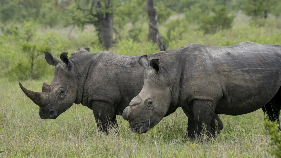 There is a rare piece of good news in South Africa’s long and painful battle against rhino poaching. The country has recorded a notable decline in killings during 2025. Yet behind that encouraging headline sits a more troubling reality, one that has conservationists watching Kruger National Park with growing unease. A national decline that offers cautious hope According to figures released by the Department of Forestry, Fisheries and the Environment, 352 rhinos were poached across South Africa between January and December 2025. That is down from 420 the year before, marking a 16% decrease. Officials say the improvement did not happen by chance. It followed tighter coordination between government agencies, conservation groups and private sector partners. State properties still carried the heaviest burden, with 266 rhinos lost, while 86 were killed on privately owned reserves and farms. For many South Africans, the drop feels like a small but meaningful win in a fight that has stretched over more than a decade. Social media reaction has reflected a mix of relief and guarded optimism, with conservation voices praising collaboration while warning that the numbers remain far too high. Kruger’s worst year on record While the national picture improved, the situation inside Kruger National Park moved sharply in the opposite direction. The park recorded 175 poached rhinos in 2025, almost double the 88 reported in 2024. The increase continues a worrying three year trend, with 78 animals lost in 2023. Mpumalanga emerged as the hardest hit province overall, losing 178 rhinos compared with 92 the previous year. Most of those losses occurred inside Kruger, which has long been a frontline in the battle against organised wildlife crime. Investigations have linked the spike to internal integrity issues. Polygraph testing revealed connections between failed tests and periods of increased poaching during late 2024 and into 2025. Seven Ranger Services employees were dismissed after disciplinary processes. In response, the park is expanding its field ranger presence, deploying 12 operational K9 units with newly trained handlers, and investing heavily in surveillance and anti poaching technology. KwaZulu Natal shows what is possible In stark contrast, Hluhluwe iMfolozi Park in KwaZulu Natal reported a dramatic drop in poaching. Incidents fell from 198 in 2024 to just 63 in 2025. Ezemvelo KZN Wildlife credits the turnaround to a combination of strategies rather than a single solution. The strategic dehorning programme introduced in 2024 helped stabilise pressure, but it was reinforced by advanced camera systems, sensor based detection, and closer cooperation with private rhino owners through the Integrated Wildlife Zones Programme. An integrity plan that included polygraph testing of all park law enforcement personnel also formed part of the response. Conservation partners such as WWF, Save the Rhino International, Wildlife ACT and the Peace Parks Foundation provided ongoing support. The contrast between KwaZulu Natal and Kruger highlights a broader lesson emerging across the sector. Technology, transparency and partnerships appear to be as important as boots on the ground. Courts and crackdowns send a stronger message Law enforcement efforts have also produced significant convictions. The National Integrated Strategy to Combat Wildlife Trafficking has secured lengthy prison sentences in several major cases. One of the most prominent involved ZM Muiambo, also known as Thomas Chauke, who received a 20 year sentence in April 2025 after being found guilty on 19 charges linked to illegal rhino hunting and related crimes across four provinces. Other rulings included a 35 year sentence for poachers responsible for killing three white rhinos at Pilanesberg National Park, and a 22 year sentence tied to illegal killing and conspiracy charges connected to Kruger. These outcomes reflect closer coordination between prosecutors, specialised police units and environmental investigators, an approach authorities believe is beginning to disrupt organised syndicates. Global cooperation steps up South Africa has also intensified its international partnerships to tackle trafficking networks that stretch beyond its borders. A joint operation with Singapore authorities in December 2025 led to the seizure of 17 rhino horns at a storage facility in Kempton Park, along with lion and tiger bones and other wildlife products. Two suspects appeared in court on charges under environmental legislation. The country’s enforcement work received international recognition through the Asia Environmental Enforcement Recognition of Excellence Award, acknowledging efforts to combat cross border environmental crime. During Operation Thunder 2025, coordinated by Interpol and the World Customs Organisation, South African teams contributed to pangolin rescues, arrests linked to succulent trafficking, and firearm seizures connected to poaching syndicates. The fight is far from over Officials stress that the downward national trend will only hold if collaboration continues and strategies keep evolving. The shift in hotspots is a reminder that poaching networks adapt quickly. For everyday South Africans, the message is simple but powerful. Protecting wildlife is not only a conservation issue but also part of safeguarding tourism, rural livelihoods and national heritage. Authorities continue to urge the public to report suspicious wildlife activity through the environmental crime hotline or SAPS. In a country where rhinos have become both a symbol of pride and vulnerability, every tip off still matters.