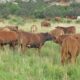 KwaZulu-Natal cattle farmers, Foot-and-Mouth Disease South Africa, KZN livestock vaccination drive, cattle grazing rural KZN, South African agriculture outbreak response, FMD vaccine rollout South Africa, Joburg ETC