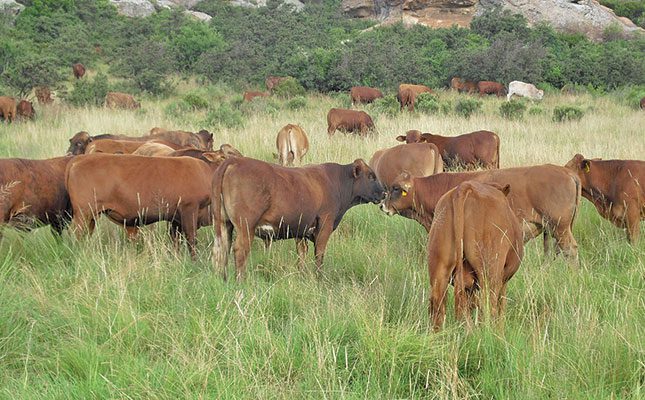KwaZulu-Natal cattle farmers, Foot-and-Mouth Disease South Africa, KZN livestock vaccination drive, cattle grazing rural KZN, South African agriculture outbreak response, FMD vaccine rollout South Africa, Joburg ETC