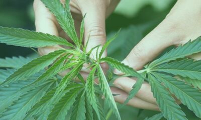 cannabis plants South Africa, private cannabis use law, cannabis legislation South Africa, home grown cannabis plants, Cannabis for Private Purposes Act, public comment cannabis regulations, South African cannabis debate, Joburg ETC