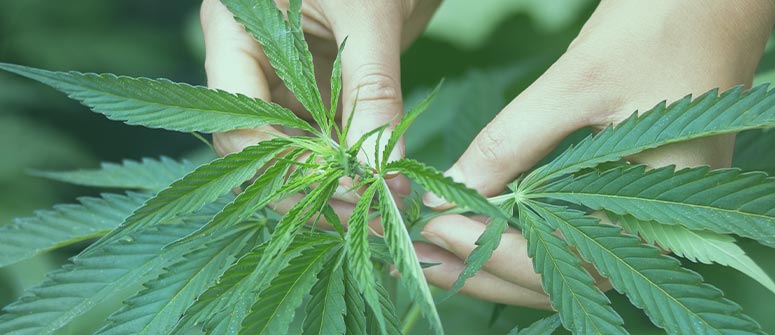 cannabis plants South Africa, private cannabis use law, cannabis legislation South Africa, home grown cannabis plants, Cannabis for Private Purposes Act, public comment cannabis regulations, South African cannabis debate, Joburg ETC