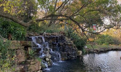 Melville Koppies hiking trails, The Wilds Nature Reserve Houghton, Northcliff Ridge sunset views, Kloofendal Nature Reserve Roodepoort, Modderfontein Reserve walking trails, NIROX Sculpture Park Cradle of Humankind, Victoria Yards green spaces, Beaulieu Bird Sanctuary Kyalami, Golden Harvest Park Randburg, James and Ethel Gray Park Melrose, Rietfontein Nature Reserve Paulshof, Joburg ETC