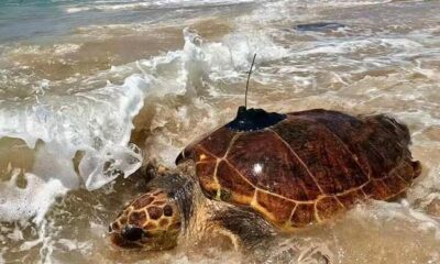 DJ loggerhead turtle South Africa, sea turtle rehabilitation uShaka Sea World, loggerhead turtle satellite tracking, iSimangaliso coastline sea turtle, South Africa marine conservation, rescued turtle ocean journey, Maputo Bay sea turtle movement, Oceanographic Research Institute tagging, On Safari Africa ocean safari sponsorship, Joburg ETC