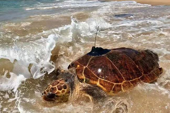 DJ loggerhead turtle South Africa, sea turtle rehabilitation uShaka Sea World, loggerhead turtle satellite tracking, iSimangaliso coastline sea turtle, South Africa marine conservation, rescued turtle ocean journey, Maputo Bay sea turtle movement, Oceanographic Research Institute tagging, On Safari Africa ocean safari sponsorship, Joburg ETC