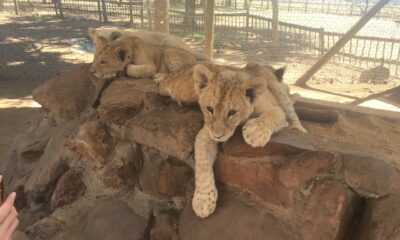 Apartheid Museum Johannesburg exterior, Constitution Hill Braamfontein court building, Vilakazi Street Soweto houses, Hector Pieterson Memorial Soweto, Maboneng Precinct street art, Victoria Yards Lorentzville studios, Nelson Mandela Square statue Sandton, Walter Sisulu National Botanical Garden waterfall, Lion and Safari Park giraffes, Gold Reef City rollercoaster, Orlando Towers Soweto bungee jump, Carlton Centre Top of Africa view, Pilanesberg National Park safari, Joburg ETC