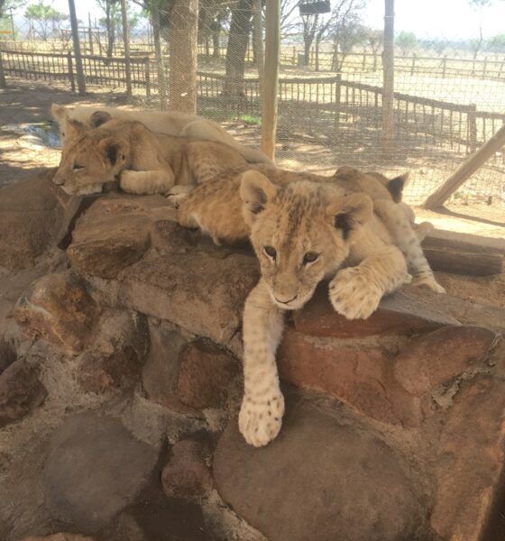 Apartheid Museum Johannesburg exterior, Constitution Hill Braamfontein court building, Vilakazi Street Soweto houses, Hector Pieterson Memorial Soweto, Maboneng Precinct street art, Victoria Yards Lorentzville studios, Nelson Mandela Square statue Sandton, Walter Sisulu National Botanical Garden waterfall, Lion and Safari Park giraffes, Gold Reef City rollercoaster, Orlando Towers Soweto bungee jump, Carlton Centre Top of Africa view, Pilanesberg National Park safari, Joburg ETC