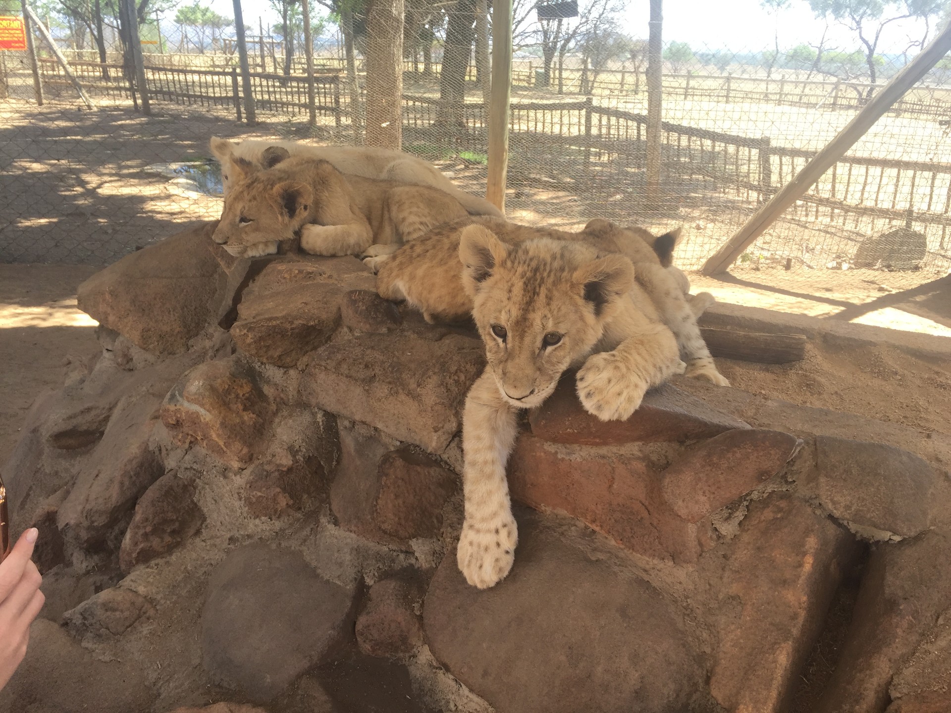 Apartheid Museum Johannesburg exterior, Constitution Hill Braamfontein court building, Vilakazi Street Soweto houses, Hector Pieterson Memorial Soweto, Maboneng Precinct street art, Victoria Yards Lorentzville studios, Nelson Mandela Square statue Sandton, Walter Sisulu National Botanical Garden waterfall, Lion and Safari Park giraffes, Gold Reef City rollercoaster, Orlando Towers Soweto bungee jump, Carlton Centre Top of Africa view, Pilanesberg National Park safari, Joburg ETC