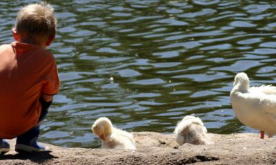 Johannesburg kids parks, Delta Park playground Johannesburg, Gold Reef City rides kids, Johannesburg Zoo animals children, Walter Sisulu waterfall picnic, The Wilds sculptures park, Emmarentia Dam family picnic, James and Ethel Gray Park playground, outdoor kids activities Joburg, family parks Gauteng, Joburg ETC