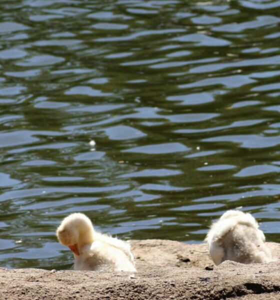 Johannesburg kids parks, Delta Park playground Johannesburg, Gold Reef City rides kids, Johannesburg Zoo animals children, Walter Sisulu waterfall picnic, The Wilds sculptures park, Emmarentia Dam family picnic, James and Ethel Gray Park playground, outdoor kids activities Joburg, family parks Gauteng, Joburg ETC