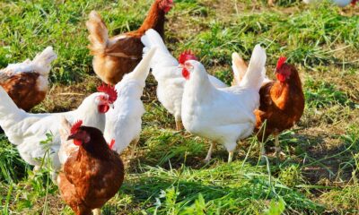 South Africa poultry industry, chicken production South Africa farms, poultry farming South Africa, chicken processing plant South Africa, poultry sector workers South Africa, chicken supply chain South Africa, poultry feed production maize soybeans, South African poultry farmers, chicken export industry South Africa, poultry agriculture economy South Africa, Joburg ETC