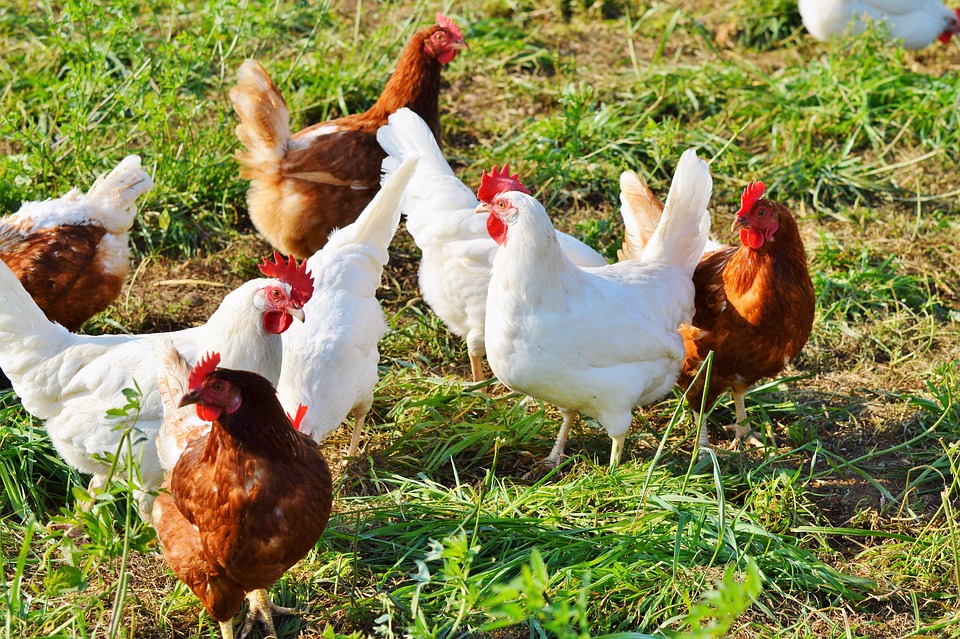 South Africa poultry industry, chicken production South Africa farms, poultry farming South Africa, chicken processing plant South Africa, poultry sector workers South Africa, chicken supply chain South Africa, poultry feed production maize soybeans, South African poultry farmers, chicken export industry South Africa, poultry agriculture economy South Africa, Joburg ETC